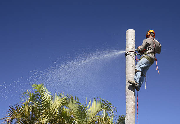 Professional Tree Services in Springdale, AR