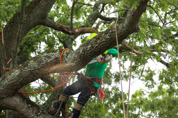 Best Seasonal Cleanup (Spring/Fall)  in Springdale, AR