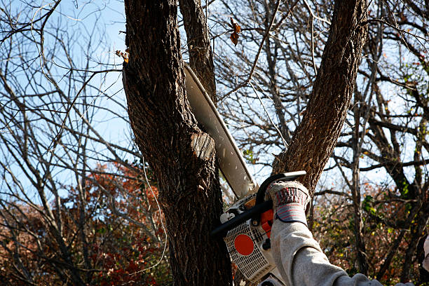 How Our Tree Care Process Works  in  Springdale, AR